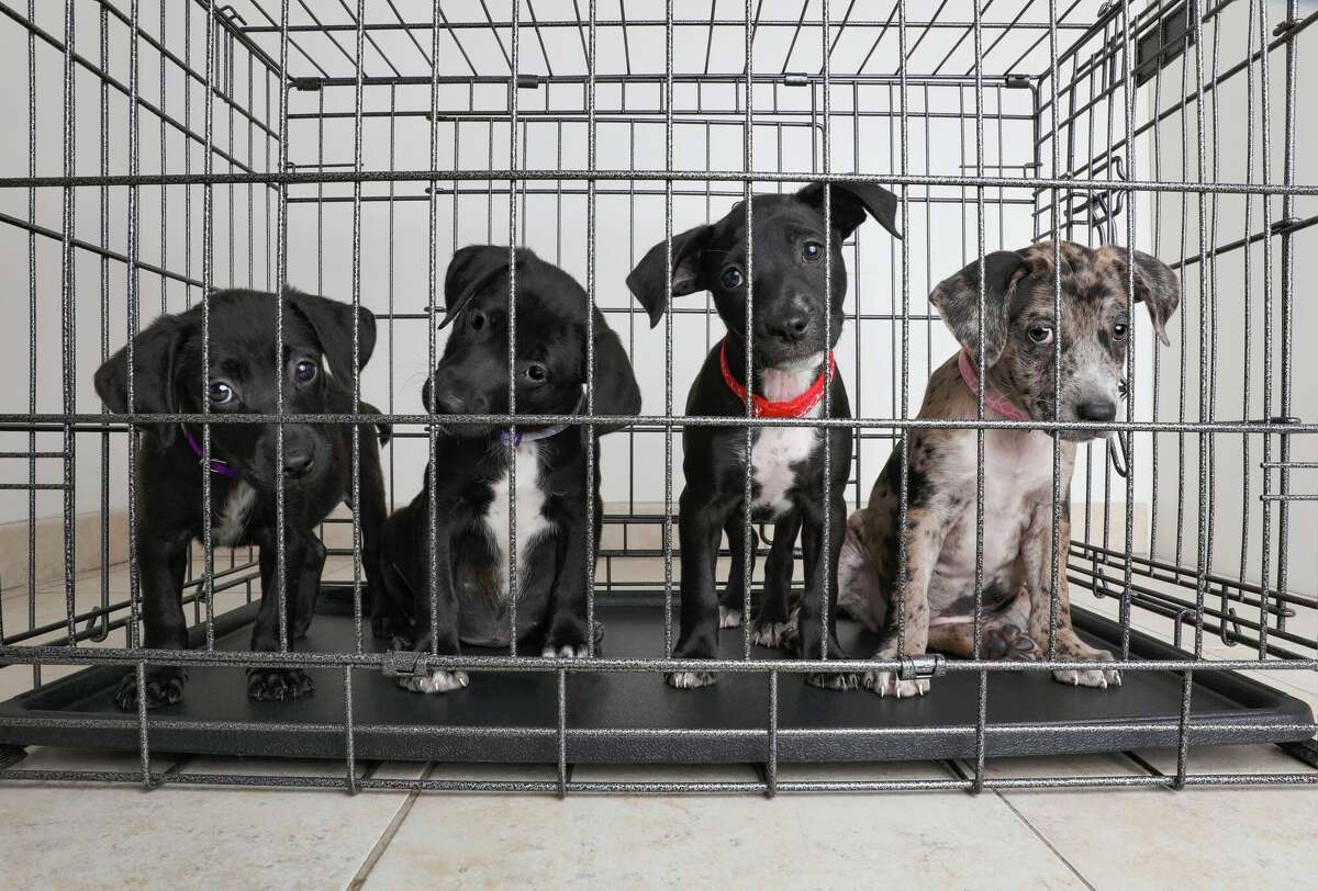 Find your new best friend at one of San Antonio’s biggest pet adoption events.
