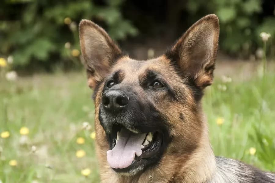 Never give your pets turkey bones, onions, garlic or chocolate