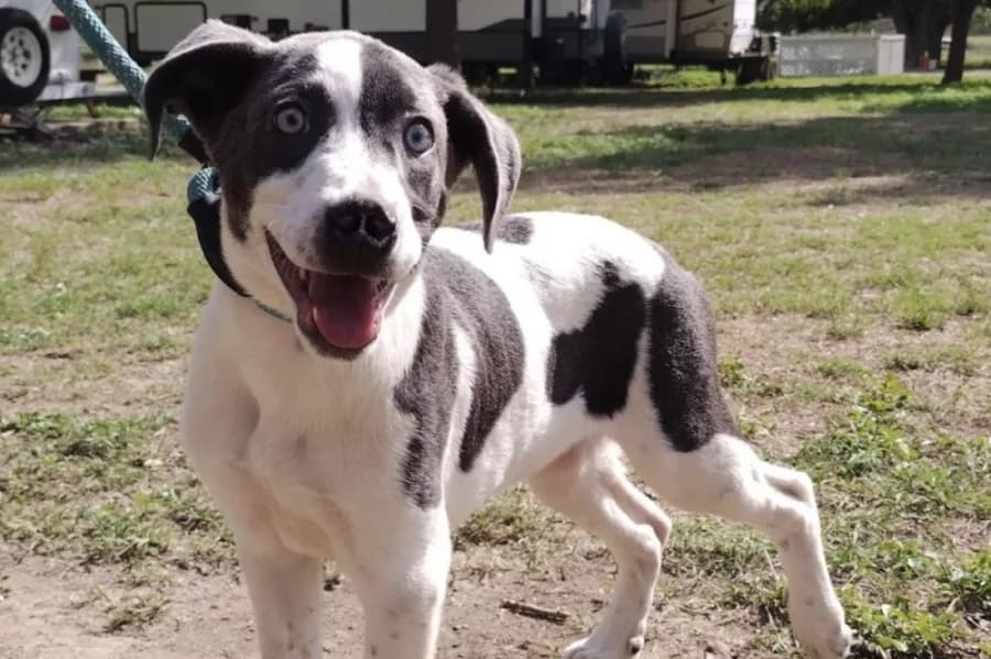 God’s Dogs Rescue, a San Antonio-area pet rescue, is asking for more temporary pet fosters to help care for some of the 600 adult dogs and puppies in its care as frigid temperatures are expected to hit the region over Christmas weekend. (Courtesy God’s Dog Rescue)