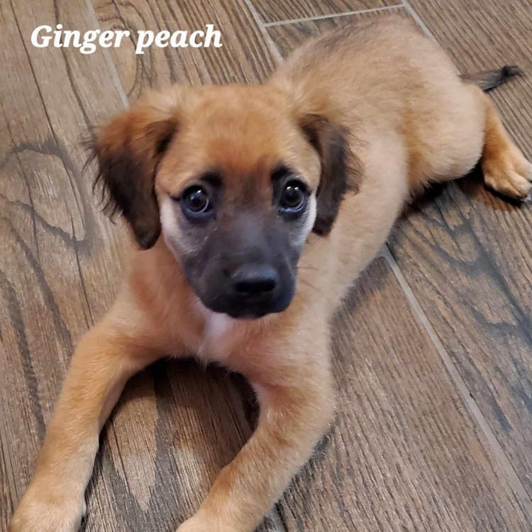 Ginger Peach