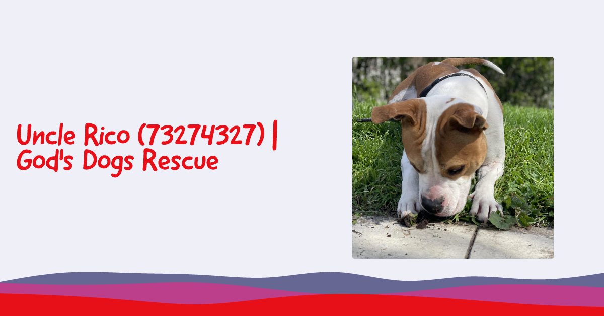 Uncle Rico (73274327) | God's Dogs Rescue