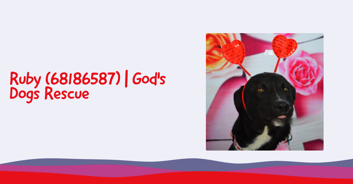 Ruby (68186587) | God's Dogs Rescue