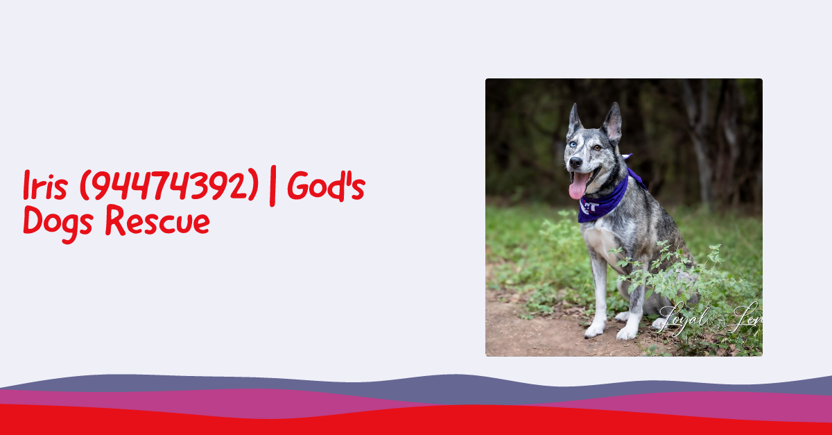 Iris (94474392) | God's Dogs Rescue