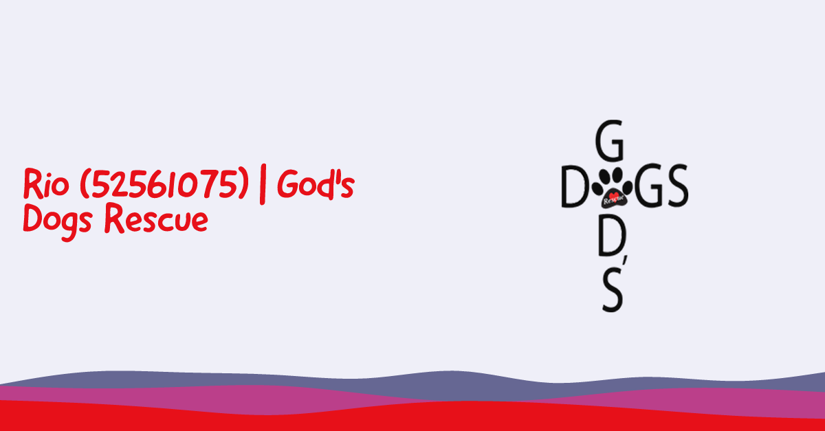 Rio (52561075) | God's Dogs Rescue